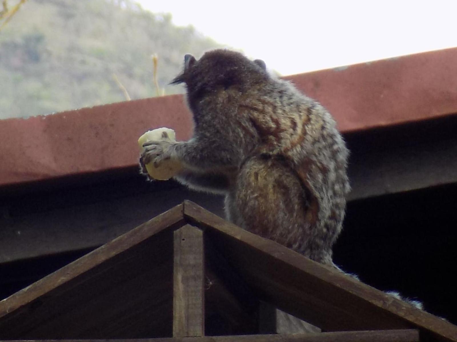 Pousada Fenix Pirenópolis Екстериор снимка