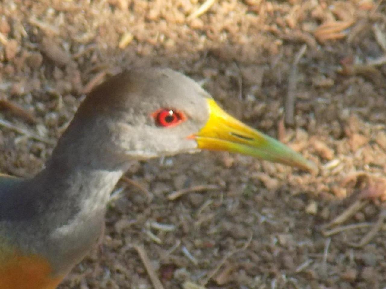 Pousada Fenix Pirenópolis Екстериор снимка