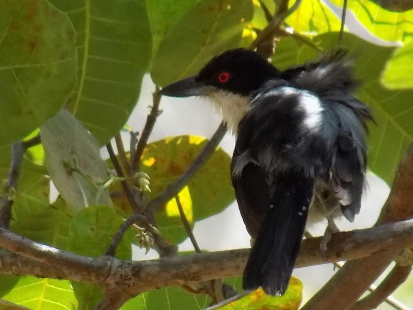 Pousada Fenix Pirenópolis Екстериор снимка
