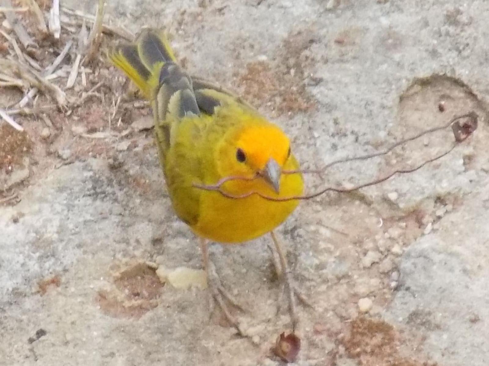 Pousada Fenix Pirenópolis Екстериор снимка