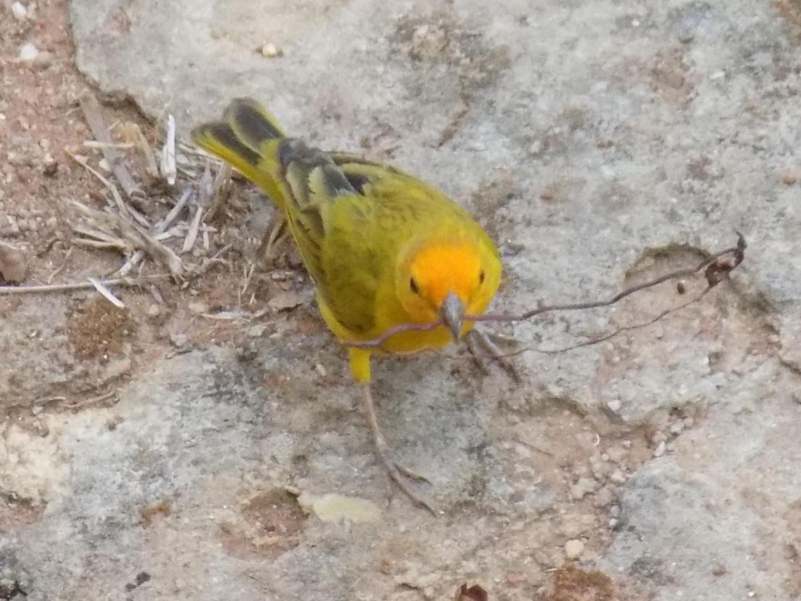 Pousada Fenix Pirenópolis Екстериор снимка