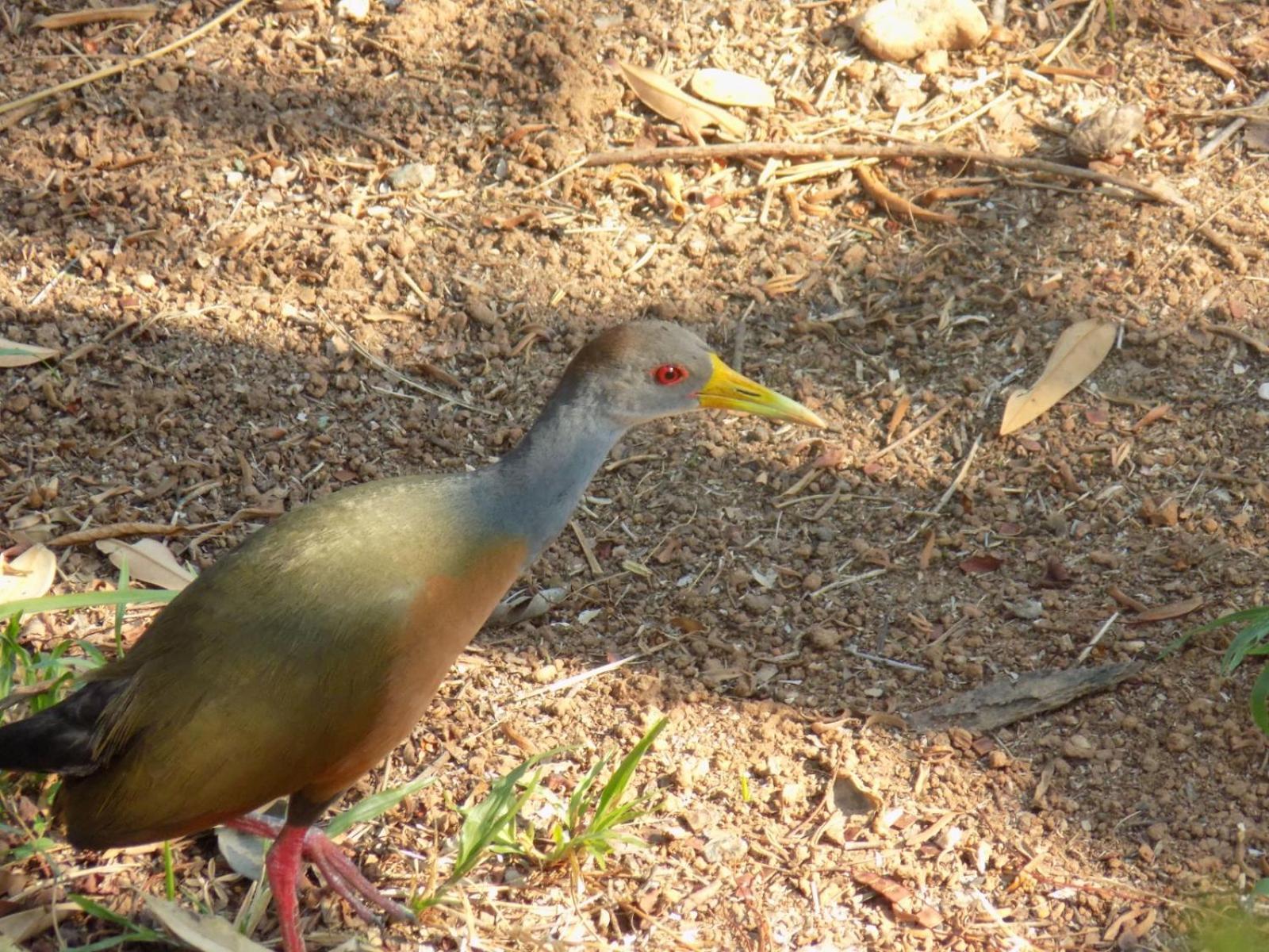 Pousada Fenix Pirenópolis Екстериор снимка